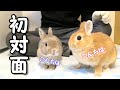 緊張の直接対面!うさぎ同士は仲良くなれるのか⁈