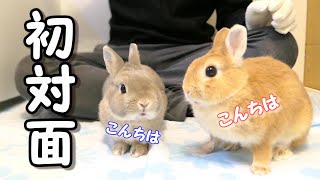 緊張の直接対面！うさぎ同士は仲良くなれるのか⁈