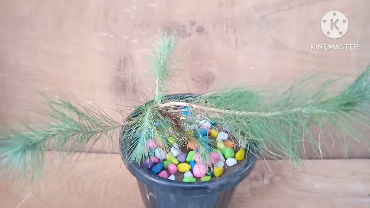 Pine tree care , price, soil mixture, location/ All about Pine tree plant / पाइन चीड़ का पौधे