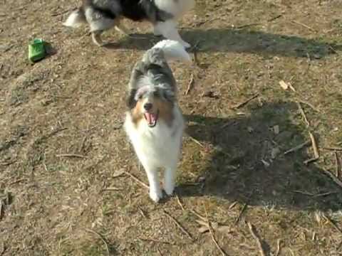 spring valley shelties