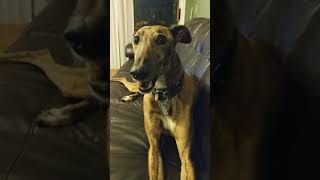 Talking Greyhound