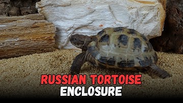 Setting Up A Russian Tortoise’s Enclosure Cleaning Guide for Beginners