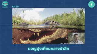 ผจญฝูงเคี่ยมกลางป่าลึก - เรื่องจริงยิ่งกว่าหนัง PODCAST EP99