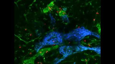 Two-photon microscopy of Cortical Sinus Probing by T cells