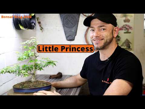 Two years with my Little Princess 'Japanese Maple' | #BonsaiVLog220 -  YouTube