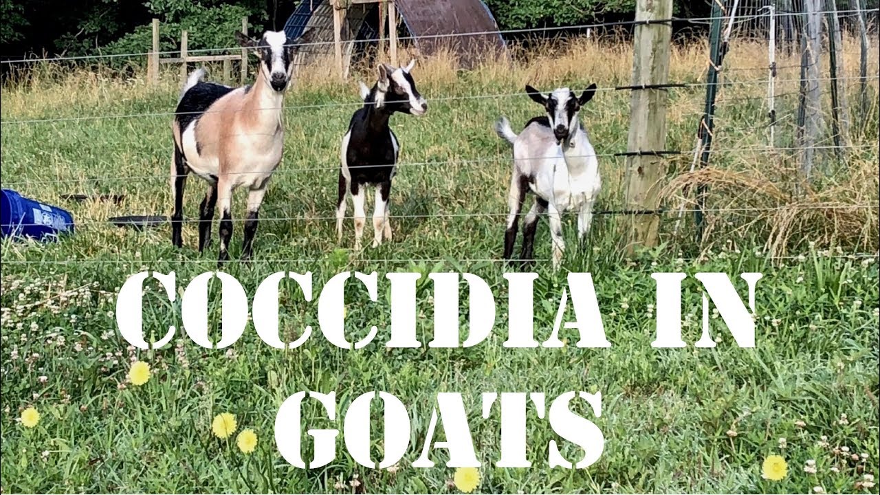 Do All Goats Have Coccidia?