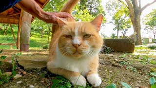 公園の東屋付近をウロウロする野良猫をナデナデするとゴロゴロと喜んでカワイイ