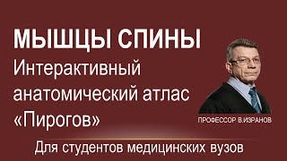 Мышцы спины. Интерактивный атлас 