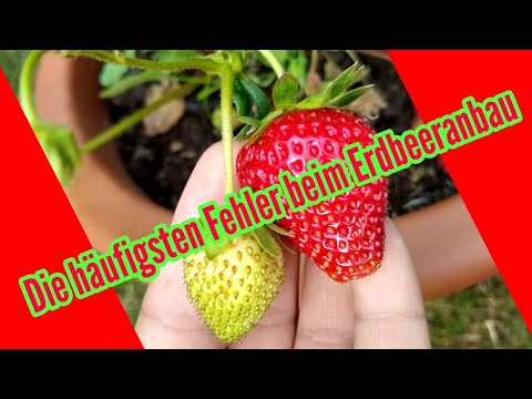 Video: Alpine Erdbeeren - Meine Erfahrung Mit Samen. Säen, Verlassen, Ernten. Foto