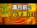 【12月5日満月直前】金運が爆発的に上がる観葉植物5選｜置くだけで人生が変わる風水の秘密
