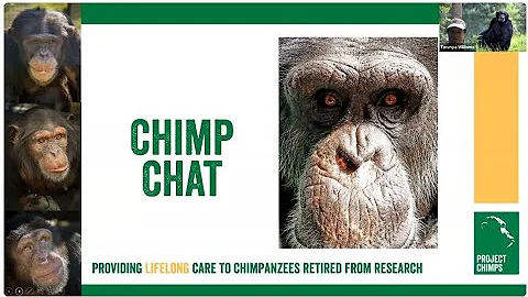 Chimp Chat Webinar