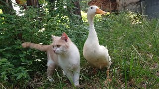 The magical cat raised the duck👍. Travel outdoors together and look for food. So funny and cute😂 by Cat kucing 1,236 views 1 month ago 7 minutes, 48 seconds