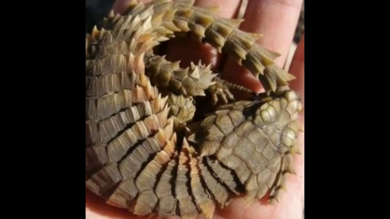 Крокодиловый сцинк. Малый поясохвост. Ящерица которая похожа. Калимантанские безухие вараны. Ящерица которая похожа.