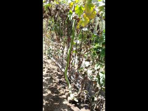 Video: Luffa kõrvitsa taim – näpunäiteid luffa taimede kasvatamiseks