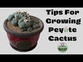 Tips For Growing Peyote Cactus