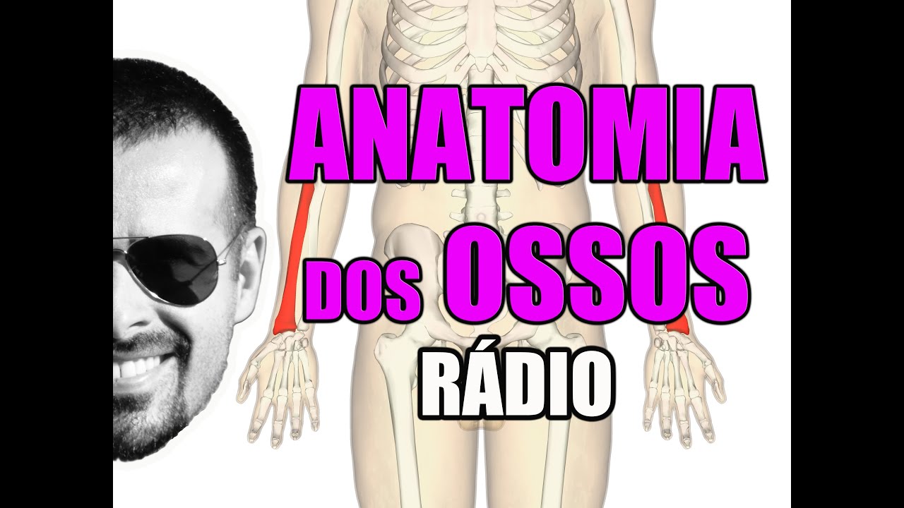 Qual A Função Do Rádio Osso?
