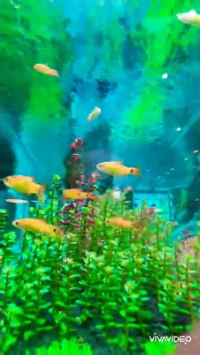 Amazing Aquascape beautiful Aquascape Amazing mini Aquascape reels story wa