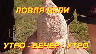 Ловля бели утро-вечер-утро