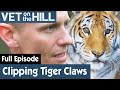 🐯 Clipping A Tiger’s Enlarged Claws | FULL EPISODE | S02E16 | Vet On The Hill