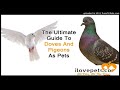 Le guide ultime des colombes et des pigeons comme animaux de compagnie