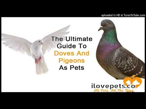 The Ultimate Guide To Doves And Pigeons As Pets