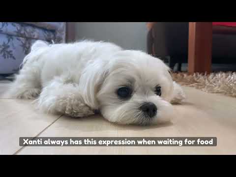 Wideo: Modny nowy rodzaj psa traktuje maltańczyków Go Nuts For