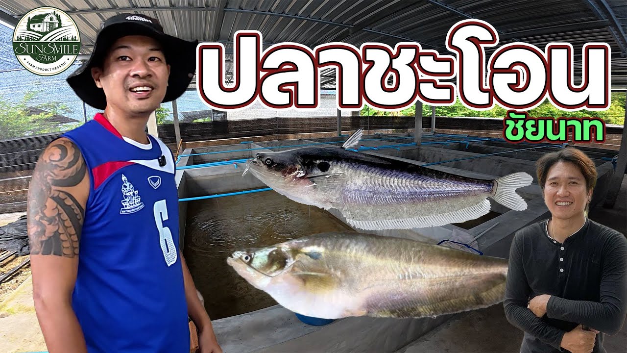 ปลาชะโอน สัตว์เศรษฐกิจชนิดใหม่ กับ พี่อวน : Sun Smile Farm