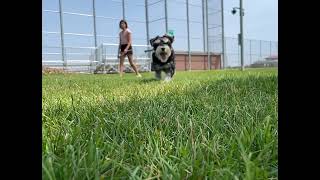 Fear The Beard - Miniature Schnauzer Slow Mo