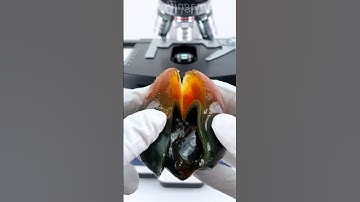 Century egg under the microscope #microscope #science #experiment