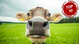 TOP 10 Biggest Cow Breeds in the World