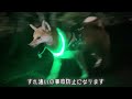 【柴犬】ネックライトを付けて夜のお散歩