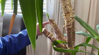 Very quick and easy tutorial on how to prune a leggy old Yucca houseplant to encourage new growth screenshot 5