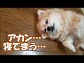 すぐキレるポメラニアン58 コタさん完全におちました!