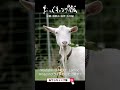おやじキャンプ飯4大分編shortやぎさん #ソロキャンプ #グルメ #shorts