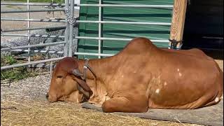 Cow dozing off to sleep @CrazyEight_C8 goshala