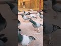 من روائع الهاوي السعودي محمد عوض الحربي ابو سلطان   الحمام