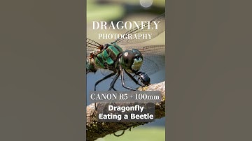 Canon EOS R5 + 100mm Lens = 4 AMAZING Dragonfly Photos