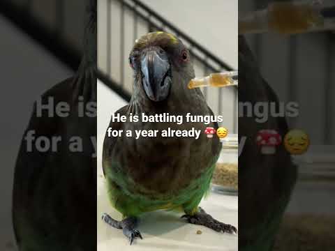 Βίντεο: Quaker Parakeet
