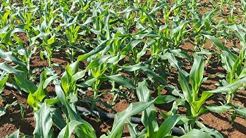 Trồng ngô và bón phân đúng cách thì cây sẽ phát triển đều và đẹp || Mẫn Ido