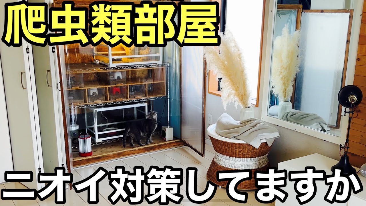 爬虫類部屋のニオイ対策うちはこんな感じにしてます カナヘビ レオパ 