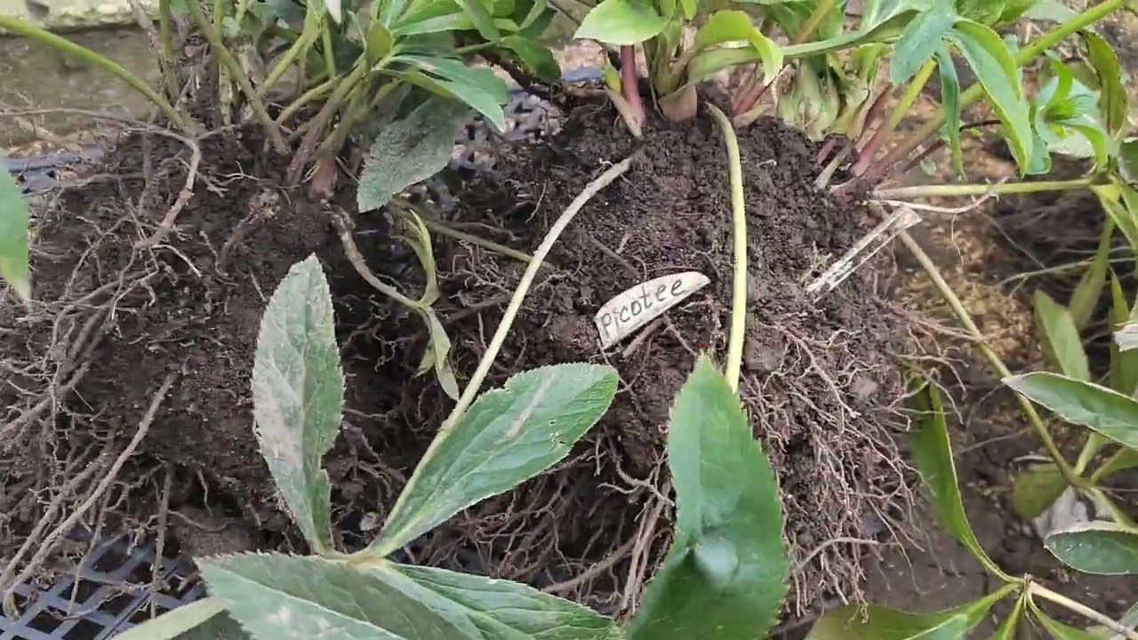 Делим маточный куст морозников