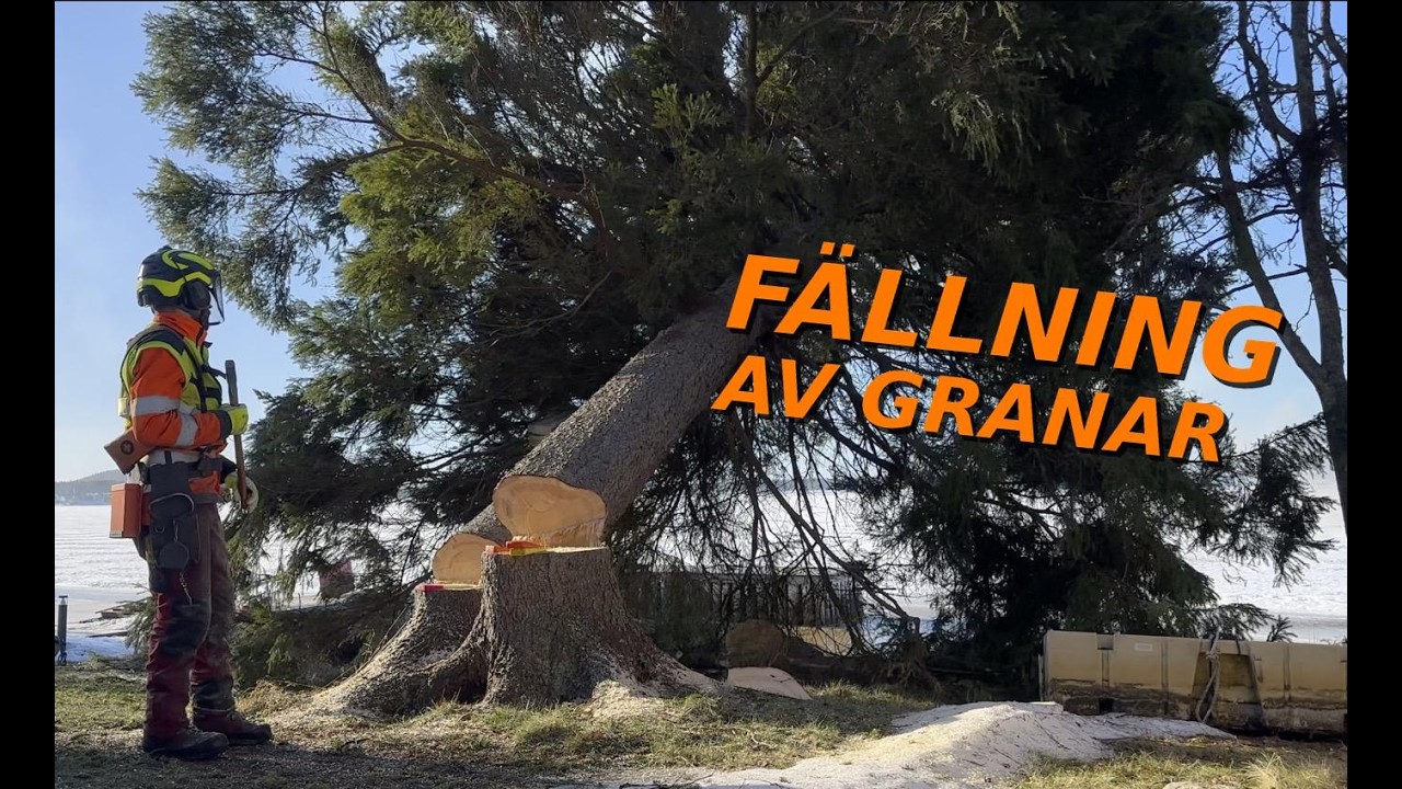 Fällning av granar
