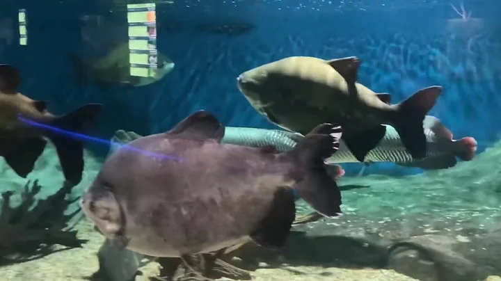 OdySea Aquarium