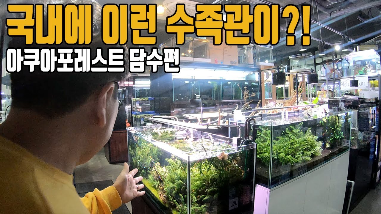 (도사를 만나다) 국내에 이런 수족관이? 어항 하나하나 예쁘게 꾸며진 아쿠아포레스트 담수편! [애니몰로TV]