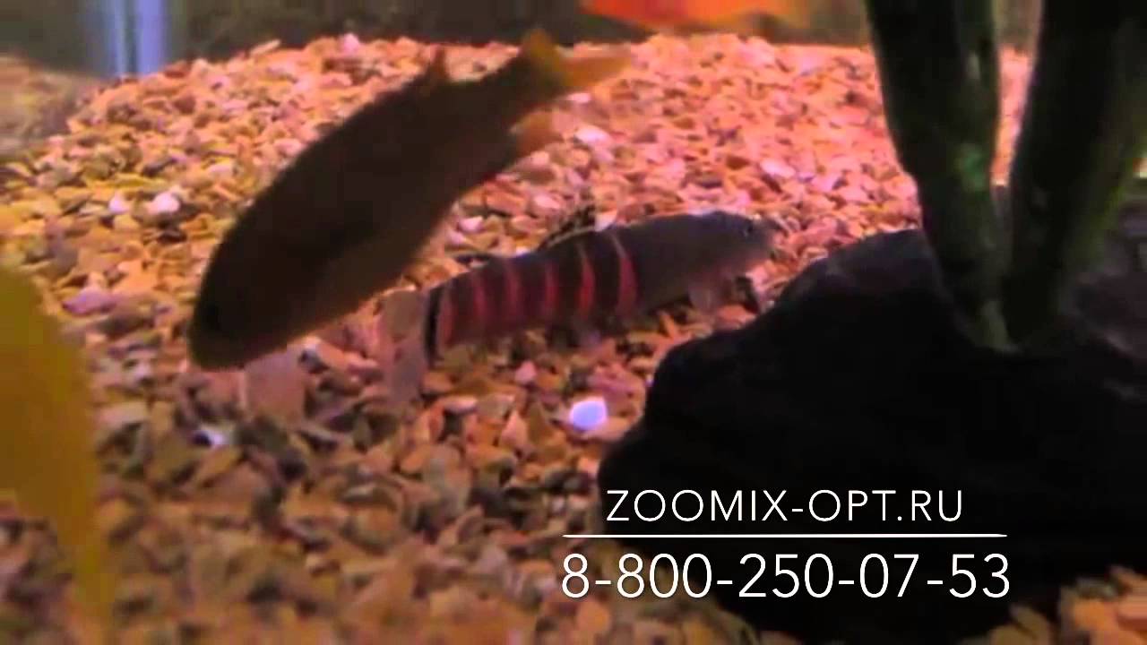 Schistura balteata Боция Шистура бальтеата продажа оптом