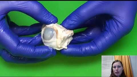 #BOOSTatHome: Sheep Eyeball Dissection 🐑