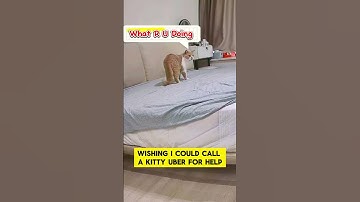 Forget Maids! This Cat Cleans Like Nobody