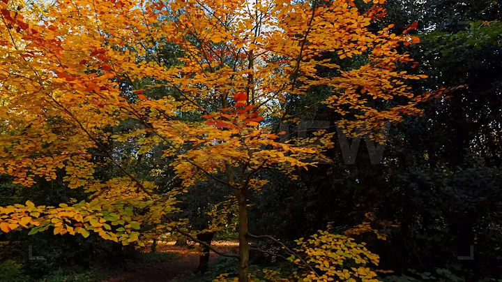 Autumn Leaves | Stock Video - Motion Array