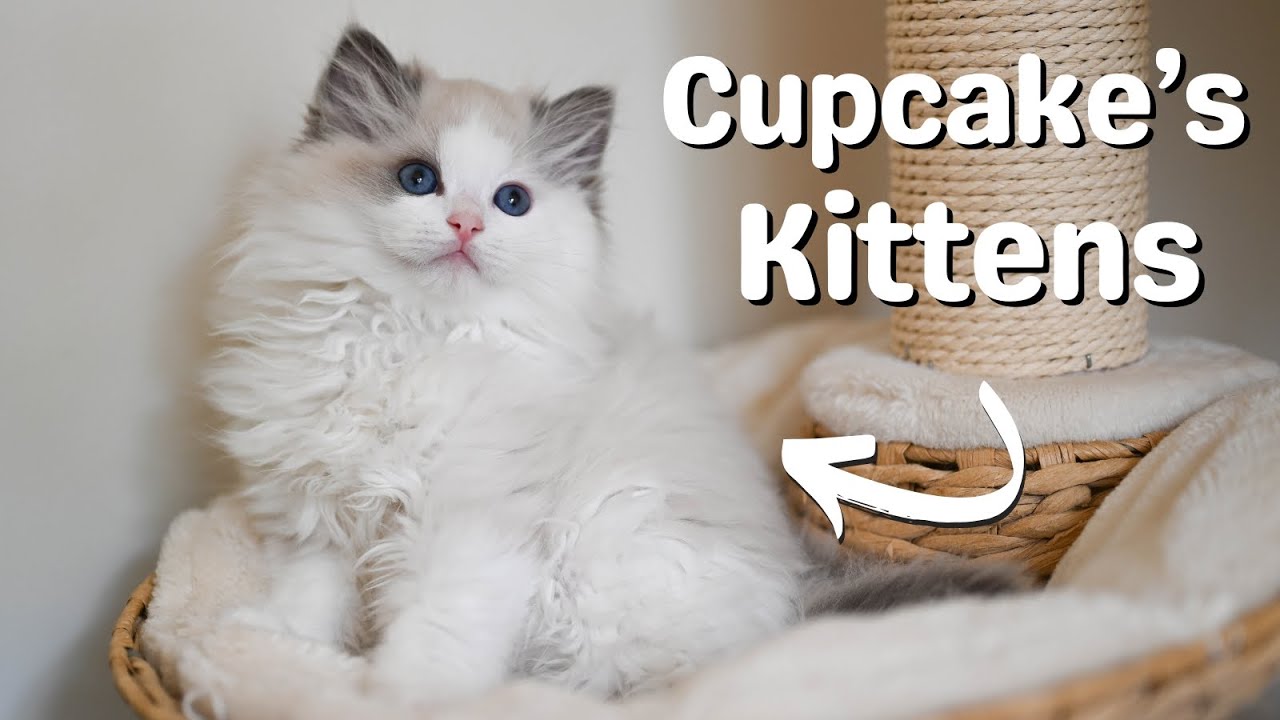 Ragdoll Kittens Playing with Mother Ragdoll Cat 🐱 11 Weeks Old - YouTube