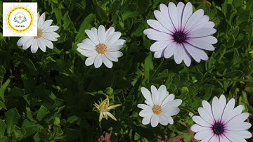 ما تيسر من أوائل سورة البقرة بصوت القارئ مراد المغربي رواية ورش عن نافع قراءة مغربية